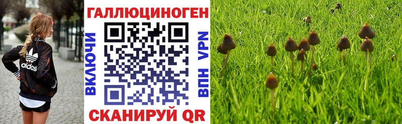Псилоцибиновые грибы Psilocybe  Краснознаменск 